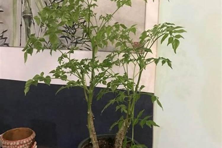 玉米种肥施什么肥好