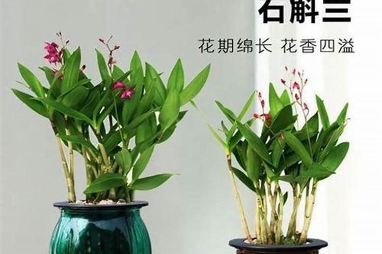 石斛兰如何施肥