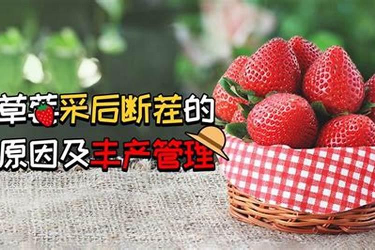 草苺怎样管理不断茬