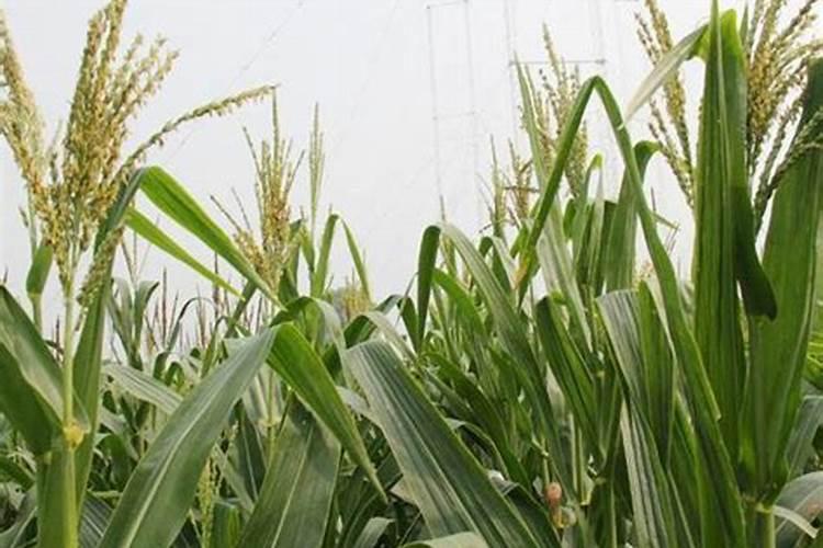 高粱如何科学施肥？