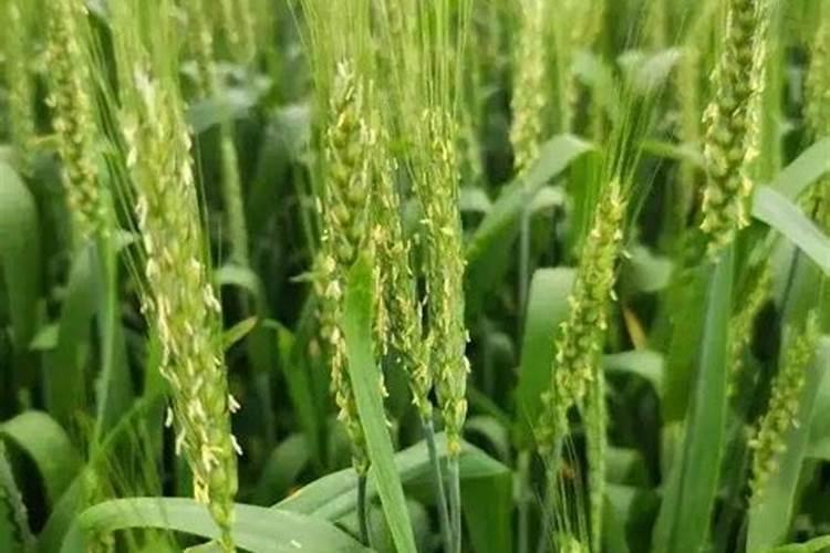 甜杆种植时间和方法