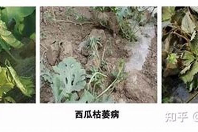 什么是铵态氮肥？