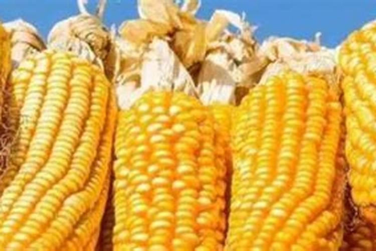 玉米专用肥种植蔬菜可以吗