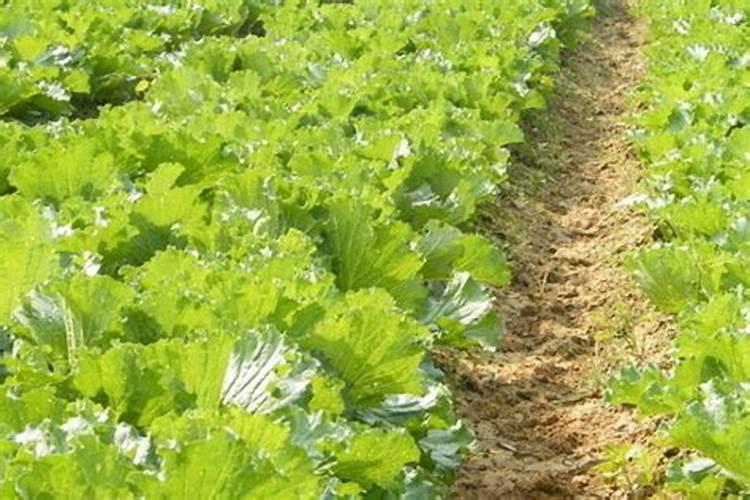 菜枯种菜做肥料怎么用