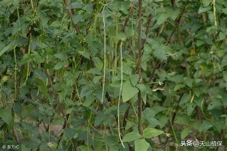 豆角盛产期应该冲什么样的冲施肥比较好,三个20的可以不？？或者是1535...