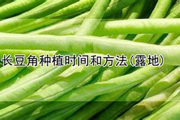 豆角需要什么样的冲施肥