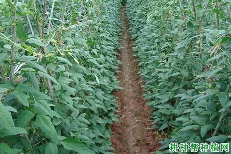 豆角冲施什么肥料好