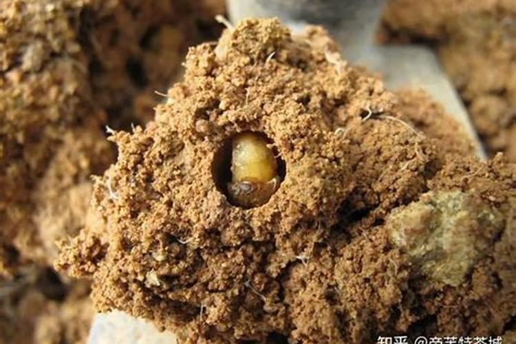 怎样防治葡萄病虫害