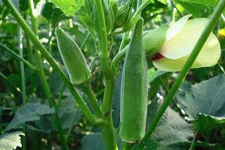 秋葵用什么肥料最好