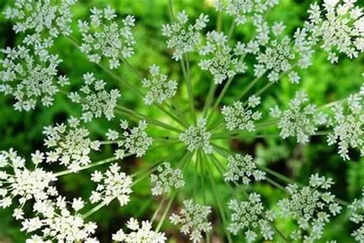 白芷的种植方法及条件