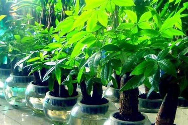 富贵子什么时候开花 富贵子花期如何养护