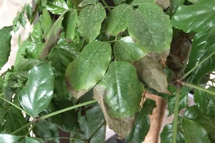 种植富贵子需要注意些什么要点