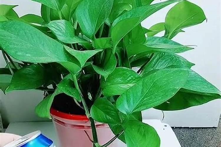 比淘米水黄豆肥强十倍的“花卉肥王”究竟是啥？