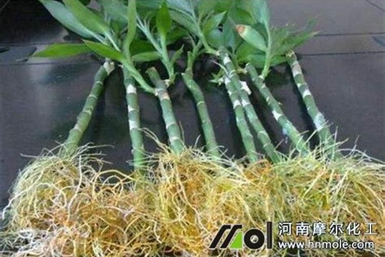 嘉宝果适合施什么肥料