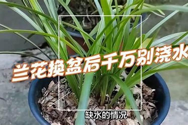 兰花换盆后多久可以施肥