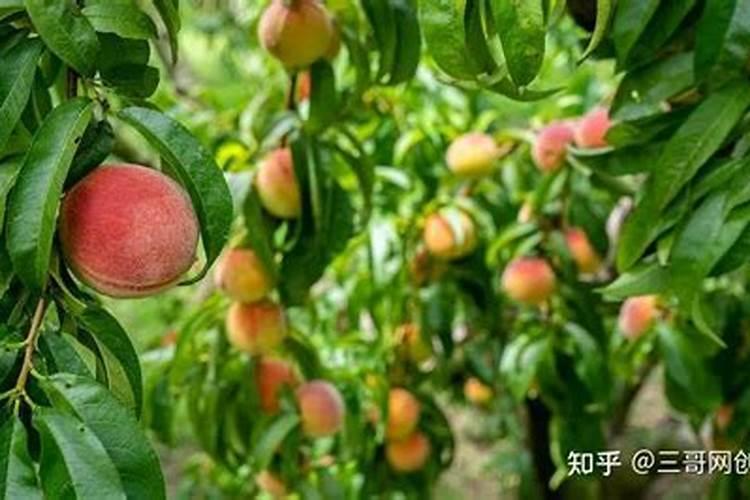 氨基酸叶面肥果树涂杆枝术怎么操作？