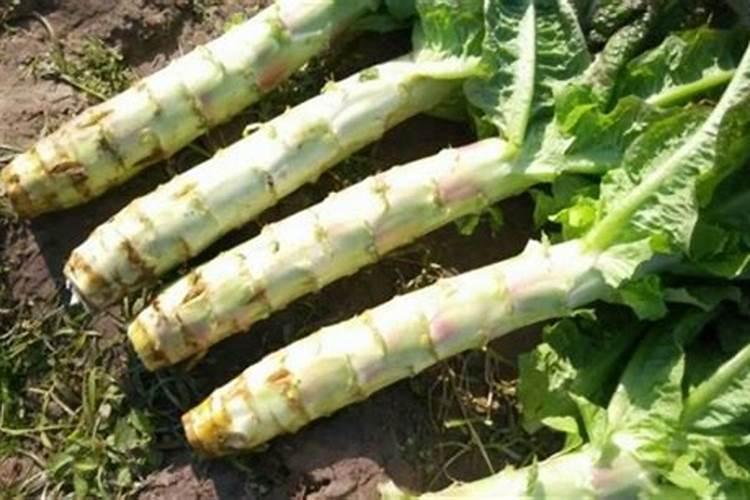 莴笋能用尿素肥吗 莴笋叶面肥用法用量