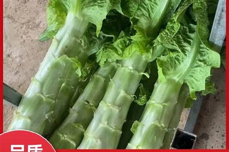 莴笋能用尿素肥吗