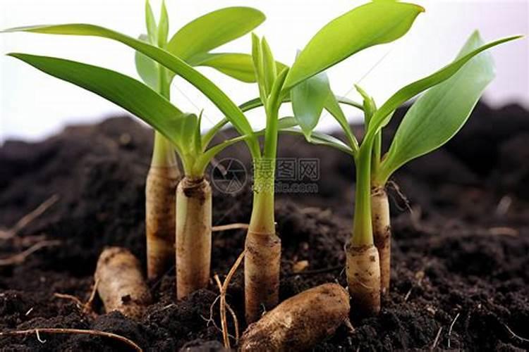 含腐植酸水溶肥料,氮磷钾≥20%,腐植酸不3%在辣椒什么时间用,具体每亩每 ...