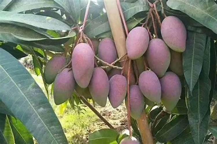 高产芒果需要掌握什么种植技巧 芒果施肥方法介绍
