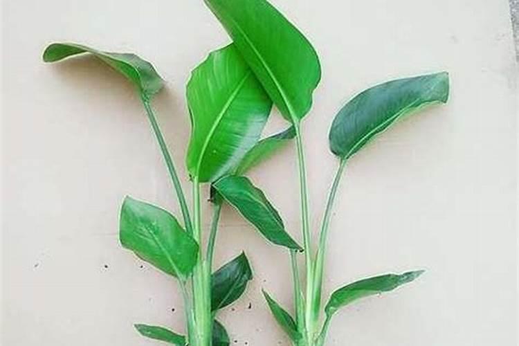 鹤望兰适合用什么肥料