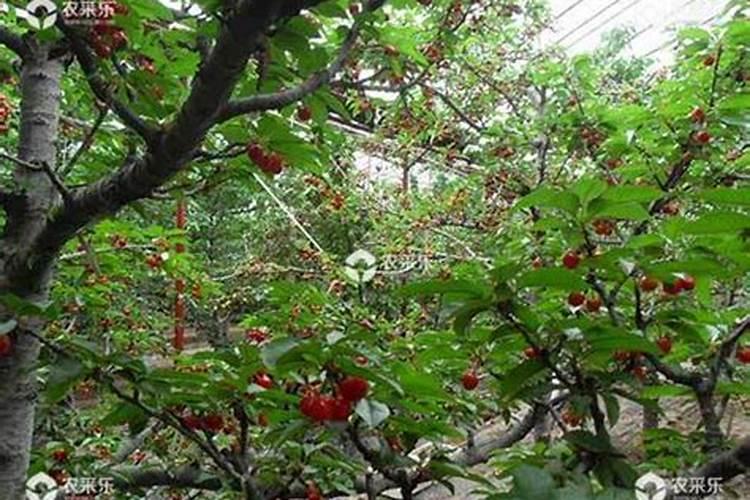 大樱桃花前使用什么肥料