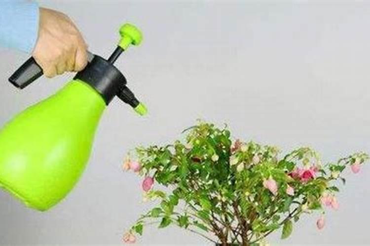 在养花的时候,有哪些东西可以代替花的肥料