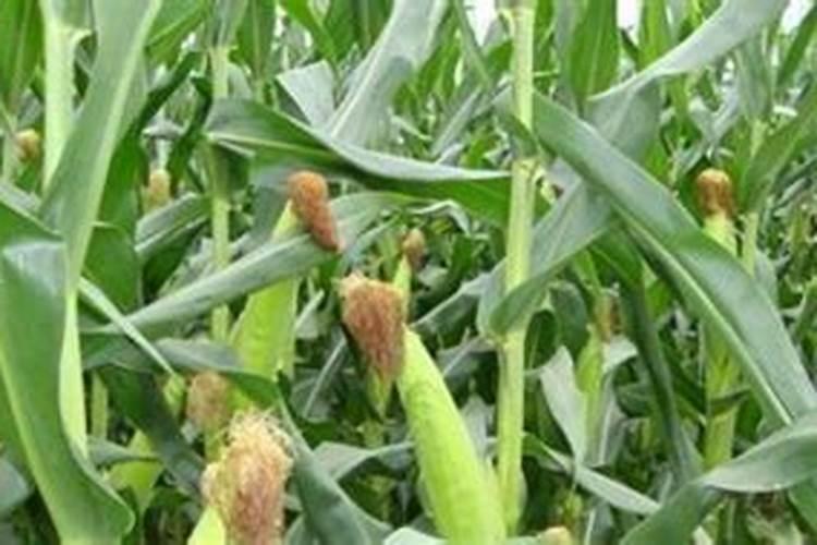 玉米种植之际,肥料应该怎么去安排使用？