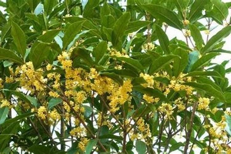 桂花施什么肥料最好
