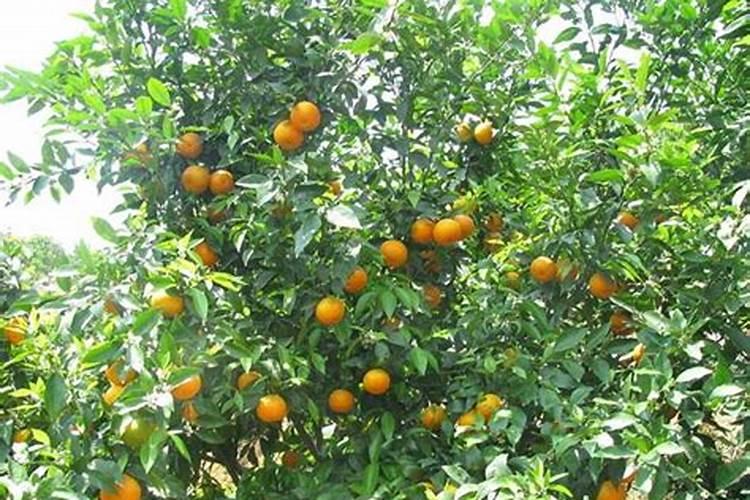 夏橙保果正确方法