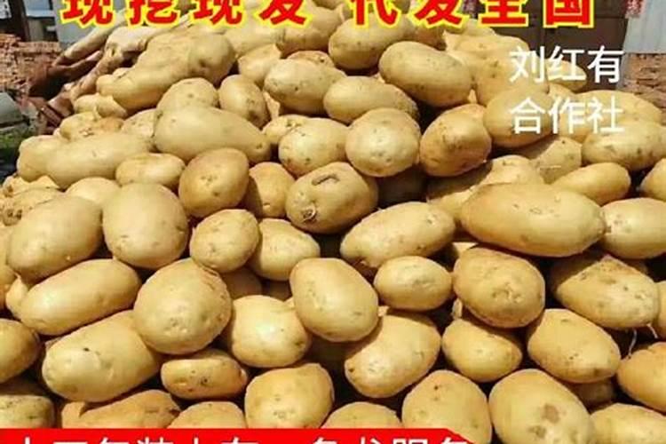 土豆浇什么肥料合适