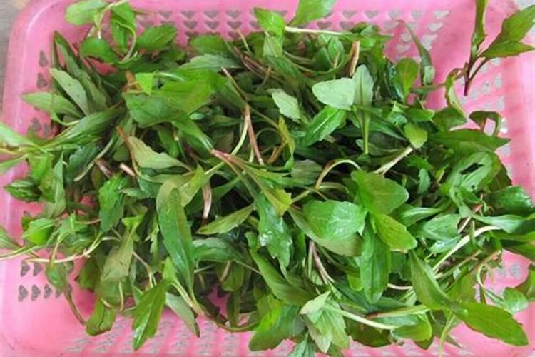马兰菊养值方法(马兰菊什么时候开花)