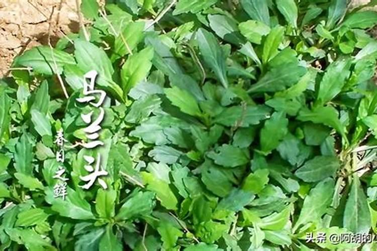 马兰头种植注意事项