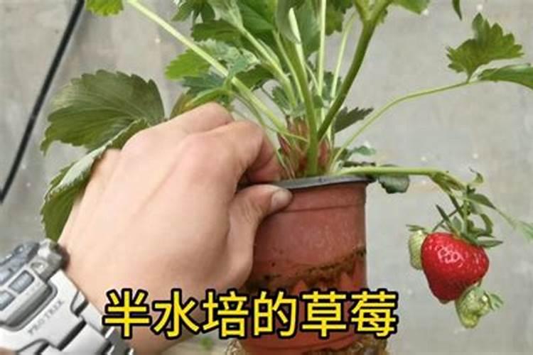 草莓苗可不可以在水里养植