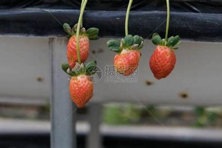 夏天可以种草莓么？