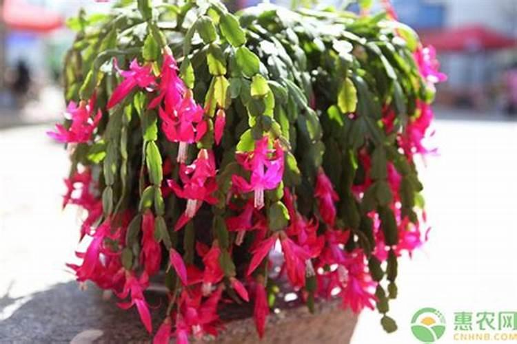 蟹爪兰施什么肥可以开花