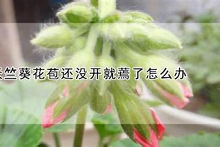 天竺葵浇什么肥料合适