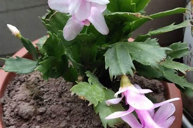 家里的仙人指(类似蟹爪兰)不开花!怎么办？