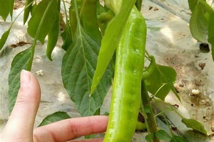 玫瑰花施什么肥料最好