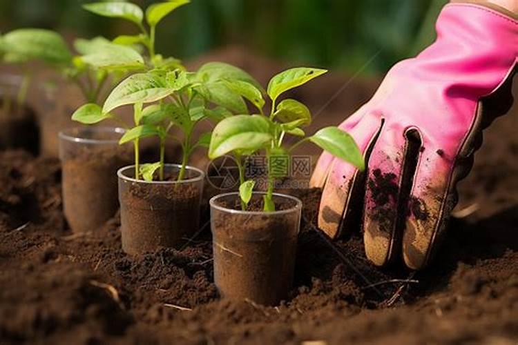 玉米7至11叶用什么叶面肥好