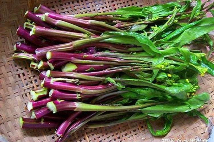 红菜苔怎么种才高产 红菜苔如何种才高产