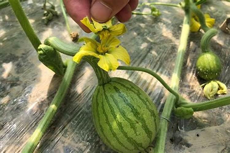 大棚西瓜授粉期间能打药吗