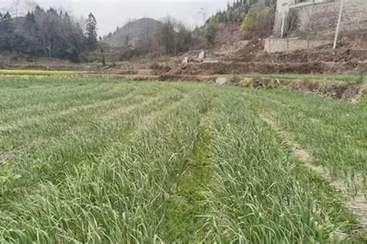 大蒜能用根茎块膨大素吗？大蒜一般要用什么肥料？