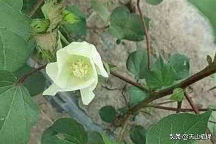 棉花施钾肥最佳时间 使用方法及注意事项