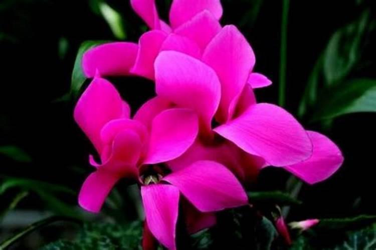 仙客来开花期间怎么浇水施肥