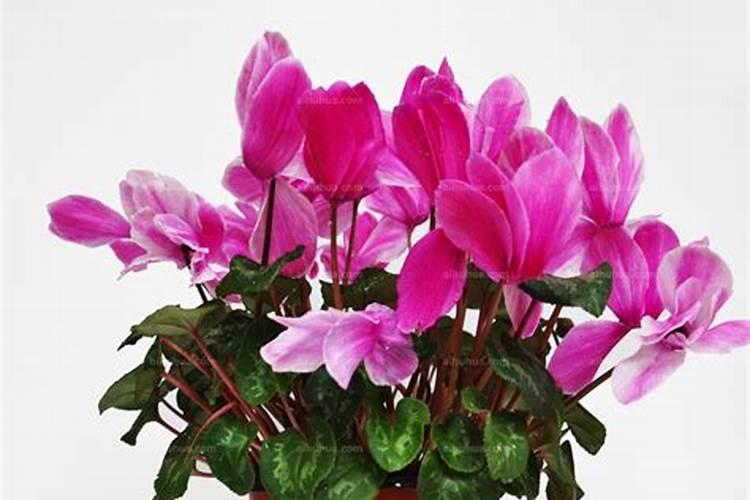 仙客来开花期间怎么浇水施肥