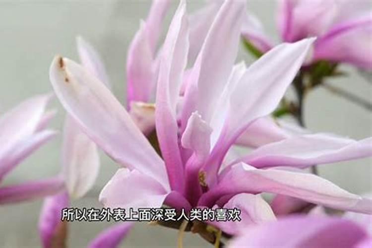 仙客来怎么度夏安全