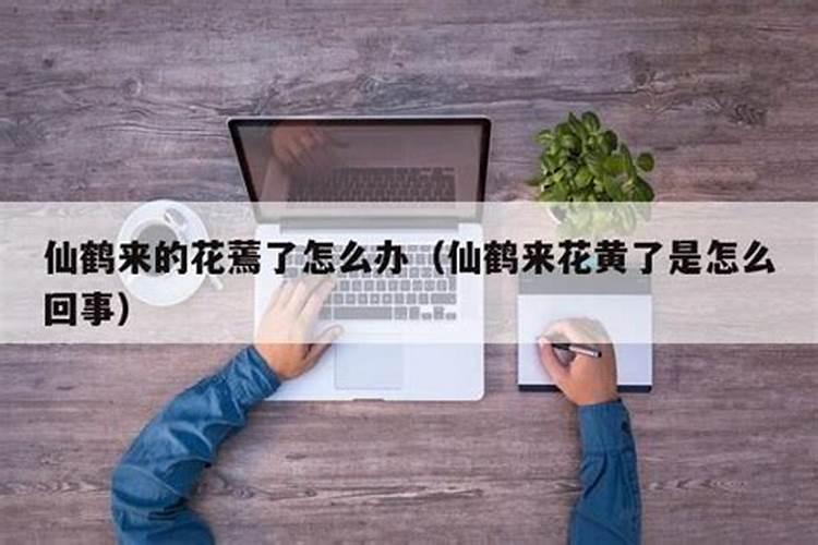 仙客来怎样养才能开花