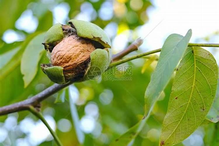 核桃什么时候种可以种出核桃树