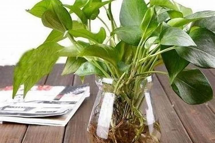 水培绿萝用什么肥料长得快